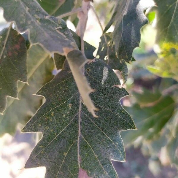 Quercus ithaburensis 葉