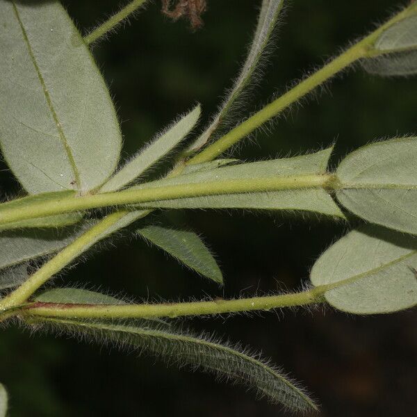 Crotalaria sagittalis Лист