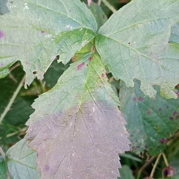 Rubus caesius Leaf