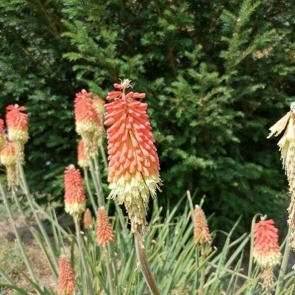 Kniphofia uvaria Flower