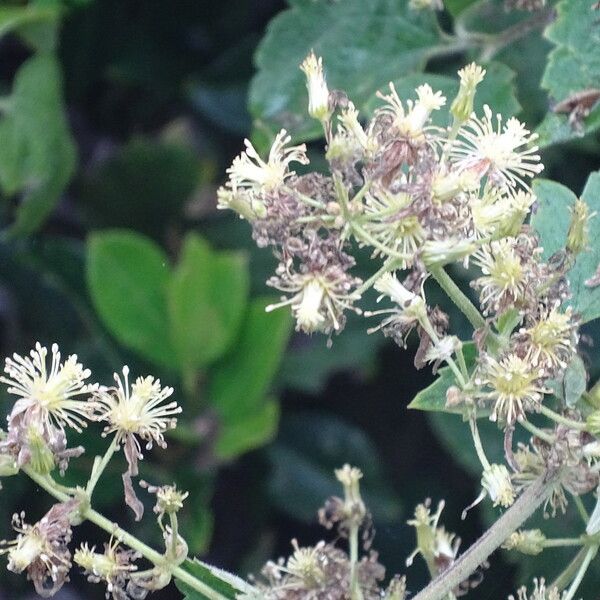 Clematis simensis ᱵᱟᱦᱟ