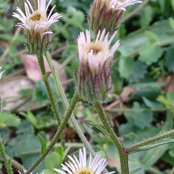 Erigeron acris Floro