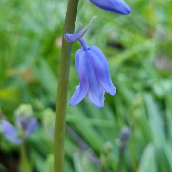 Hyacinthoides non-scripta Lorea