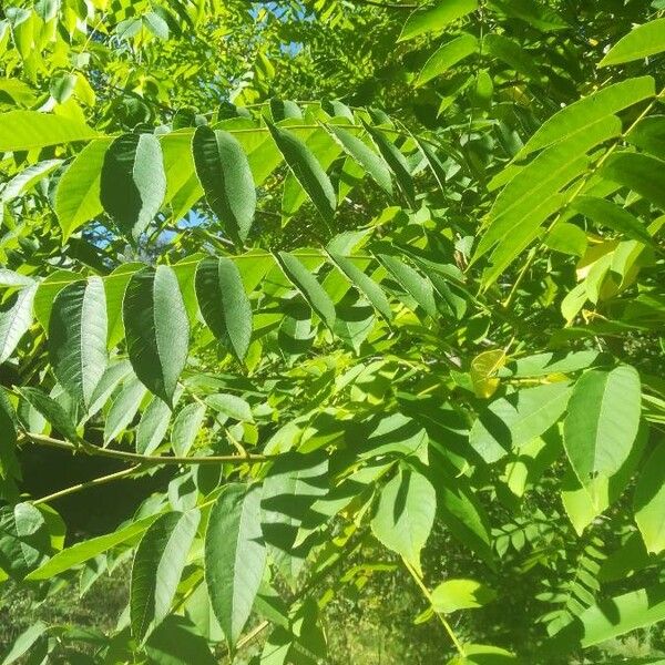 Imagem de referência para identificação da planta undefined