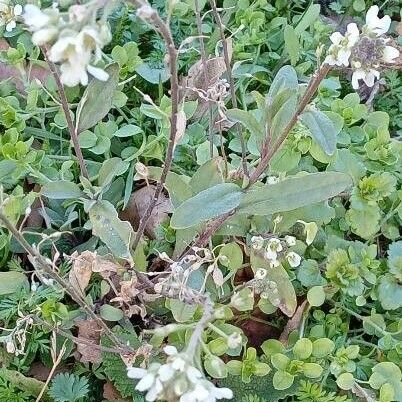 Berteroa incana Habit