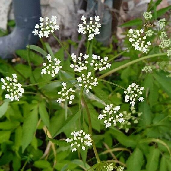 Cicuta maculata Flor