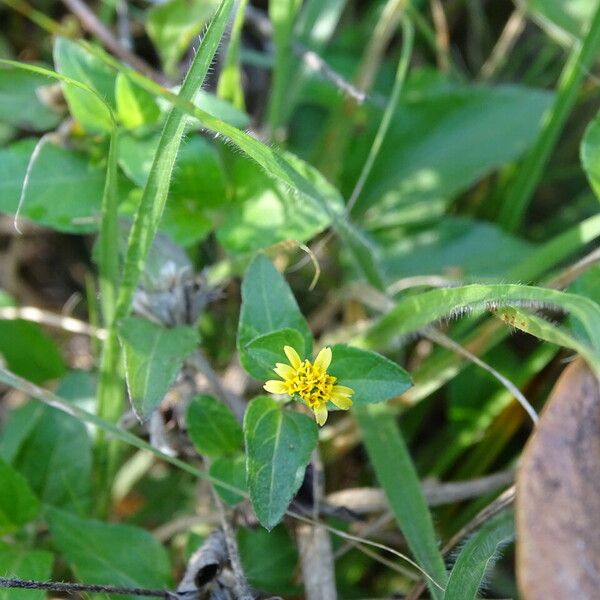 Synedrella nodiflora Costuma