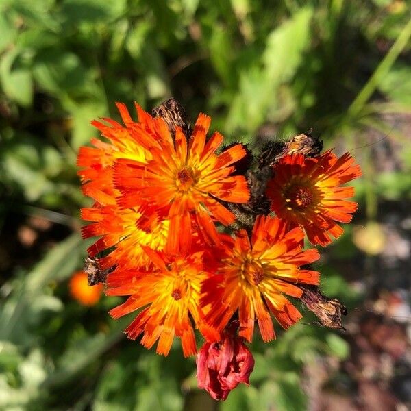 Hieracium aurantiacum Flower