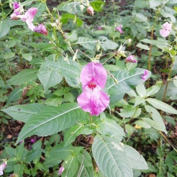 Impatiens glandulifera Blüte