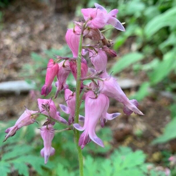 Dicentra eximia Çiçek