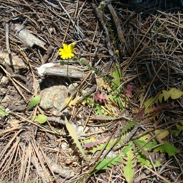 Crepis bellidifolia Habit