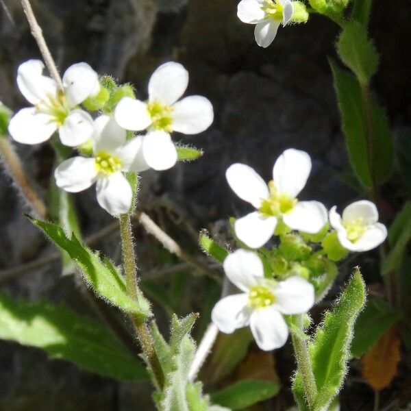 Arabis nova Flower