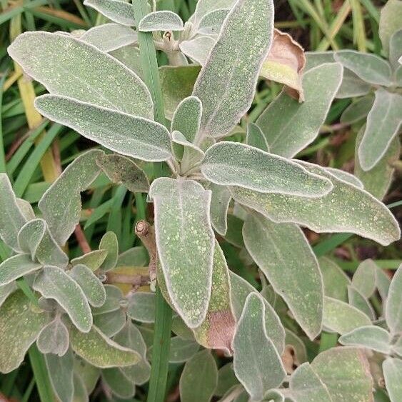 Phlomis purpurea Frunză