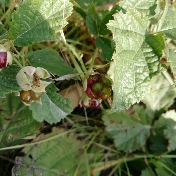 Rubus parvifolius Fruchs