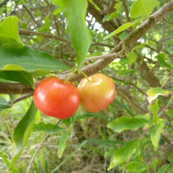 Malpighia emarginata Fruit