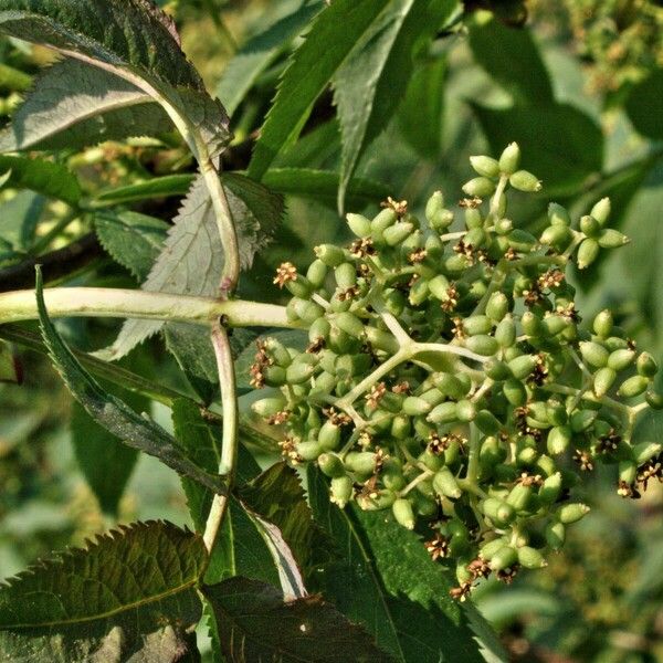 Sambucus racemosa 果実