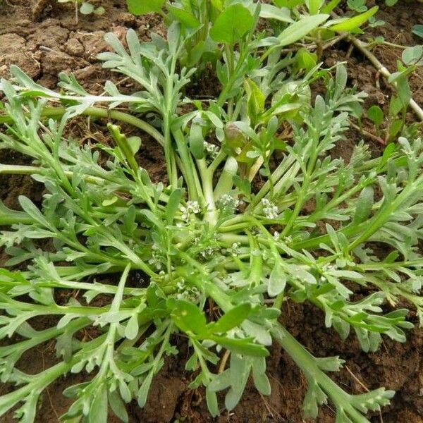 Lepidium coronopus Blüte