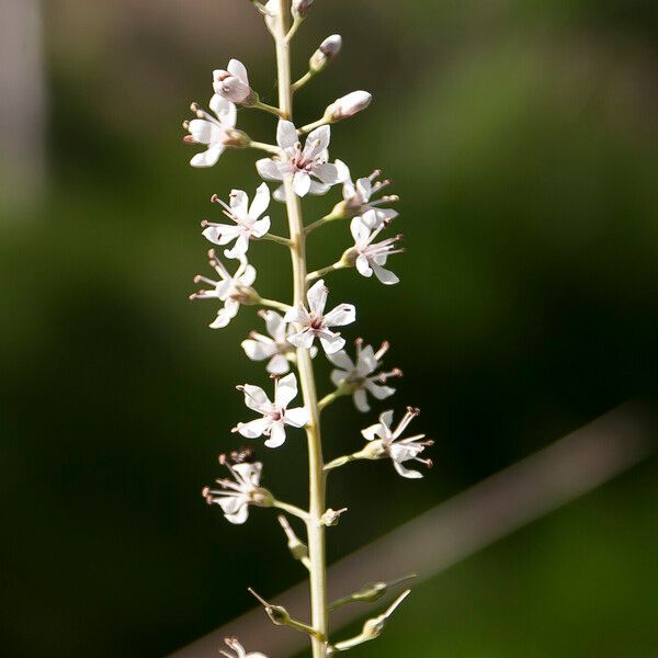 Lysimachia ephemerum Fiore