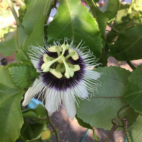 Passiflora edulis Květ