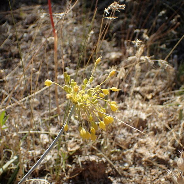 Allium flavum Blüte