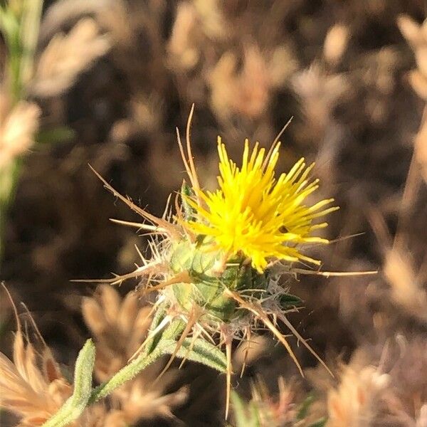 Centaurea melitensis Flower