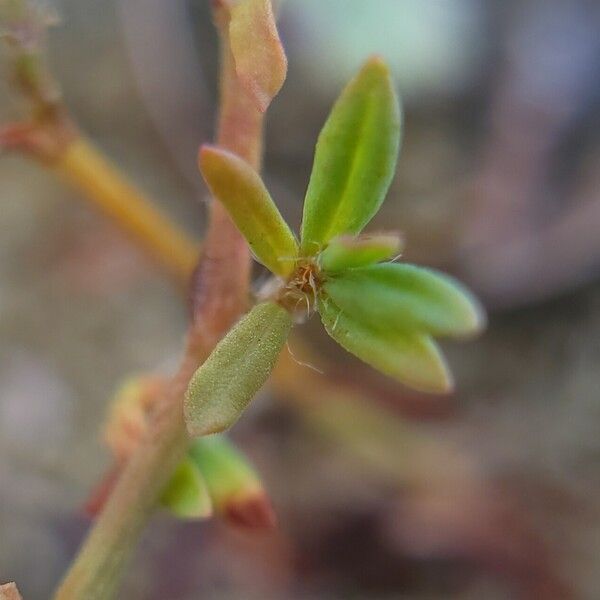 Polygonum plebeium Folha