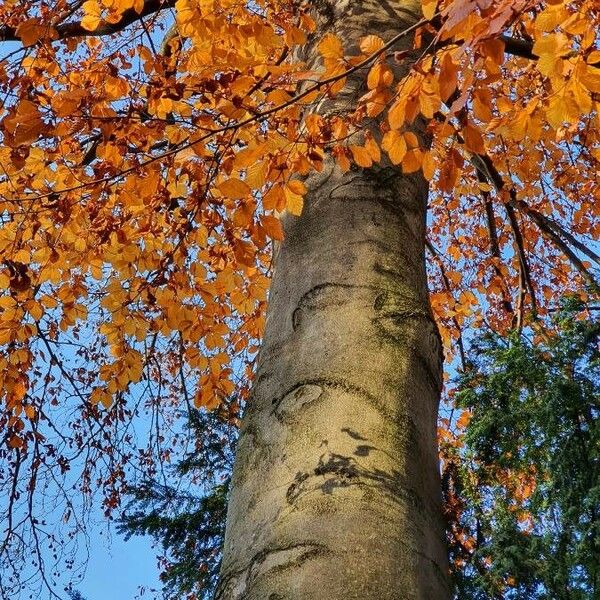 Fagus sylvatica برگ