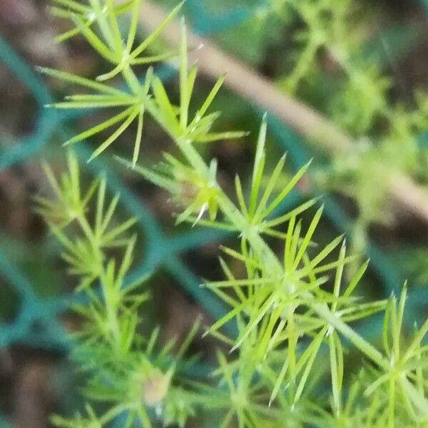 Asparagus acutifolius Leaf