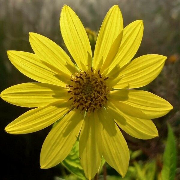 Helianthus giganteus Flower