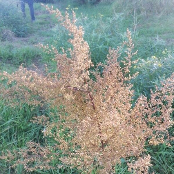 Artemisia scoparia Blad