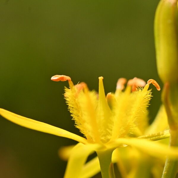 Narthecium ossifragum Квітка
