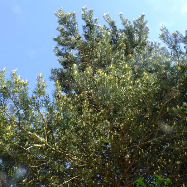 Pinus sylvestris موطن