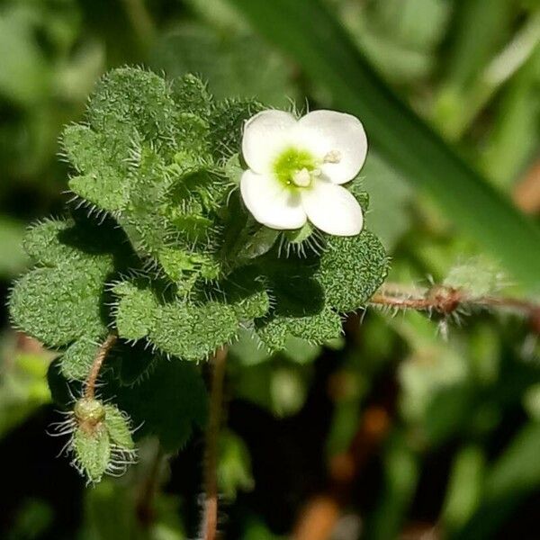 Veronica cymbalaria Flor