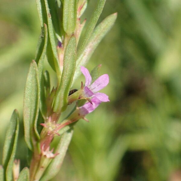 Lythrum hyssopifolia Flor