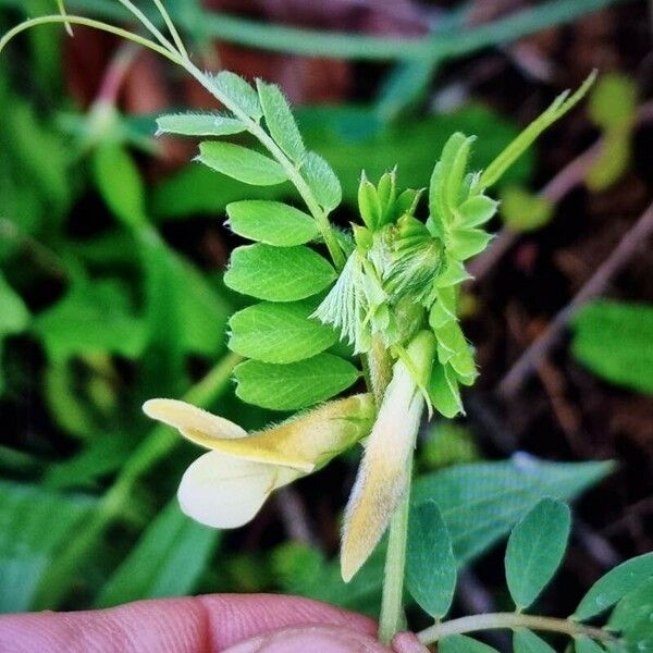 Vicia hybrida Кветка