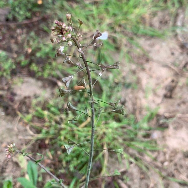 Capsella bursa-pastoris Λουλούδι