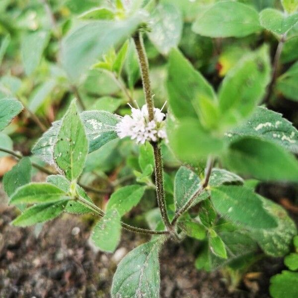 Mentha arvensis Leaf