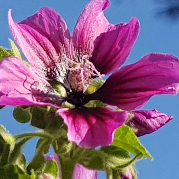 Malva arborea 花