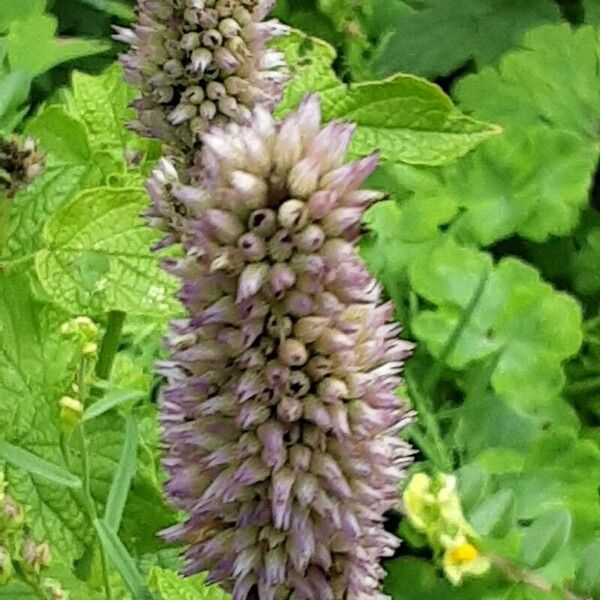 Agastache foeniculum Blüte