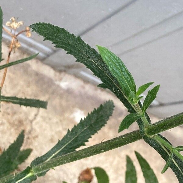 Verbena bonariensis Лист