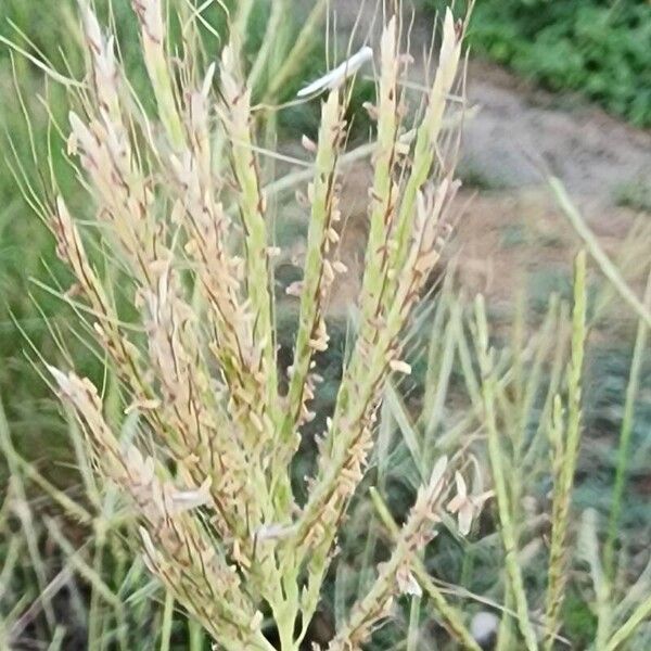 Dichanthium annulatum Fruit