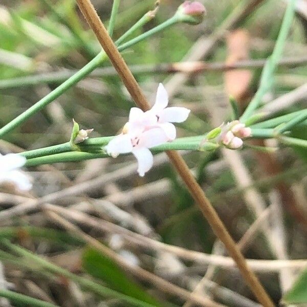 Cynanchica aristata Flower