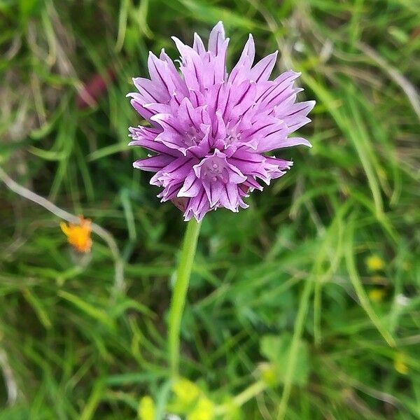 Allium schoenoprasum Цвят