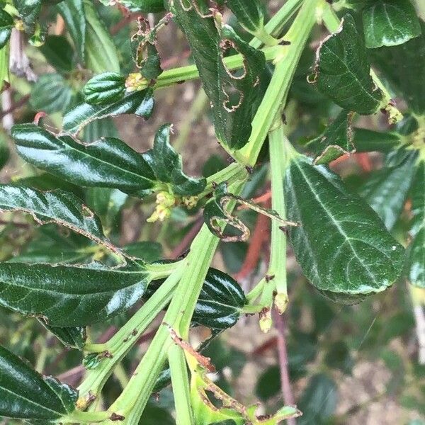 Ceanothus thyrsiflorus 葉