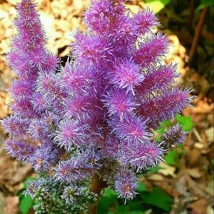 Astilbe japonica Blüte