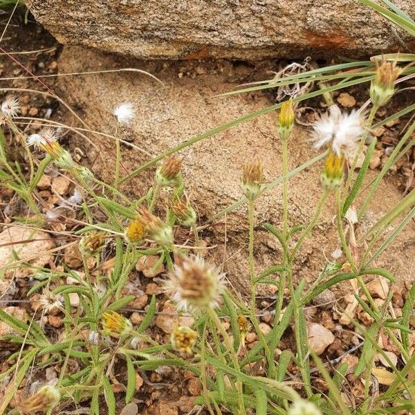 Hirpicium diffusum Pokrój