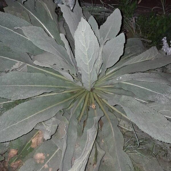 Verbascum densiflorum Deilen