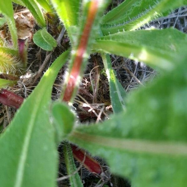 Crepis mollis Bark