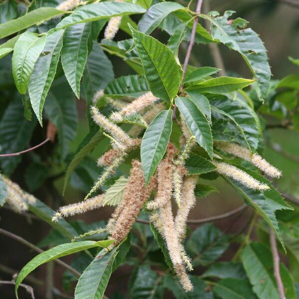 Castanea mollissima Flower