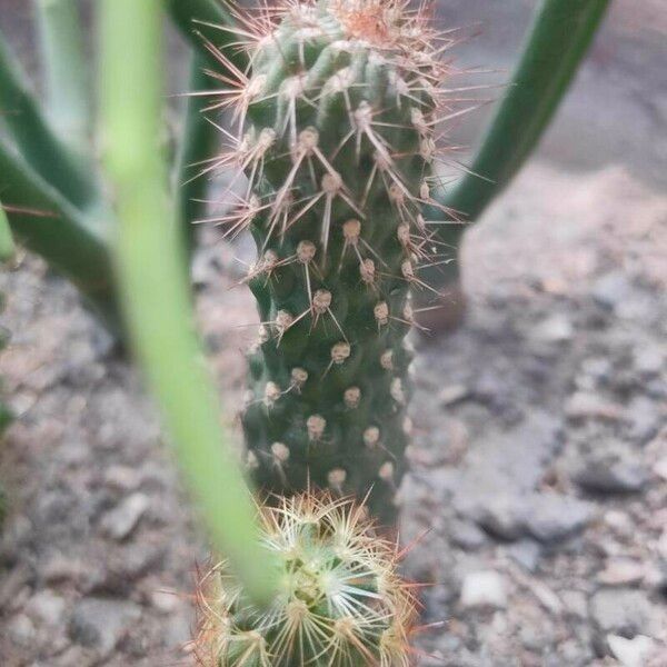 Cylindropuntia fulgida Bark